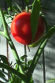 A tomato on the vine, almost ready to eat.