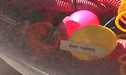 Baby shark emerging from an egg surrounded by other eggs and power cables.