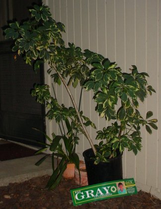 Plants by door support a Stepahnie Schaaf for City Council sign.