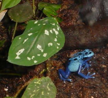 Blue frog sits near green leaf on brown dirt.
