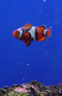 Orange and white striped fish swims over brown rocks.