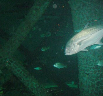 Fish swim through life size oil platform mock up.