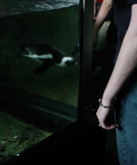 Penguin trys to swim through corner of tank.