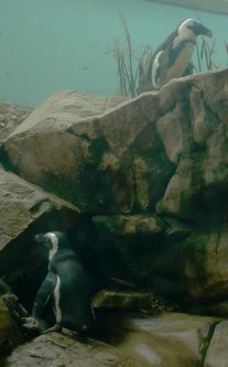 Penguins stand on rocks.