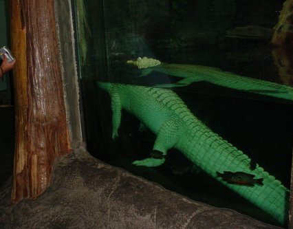 White aligator floats in still water.