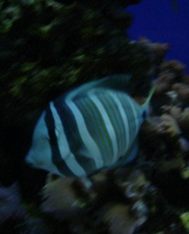 Fish with Zebra strips swims in front of rocks.
