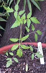 A tomato seedling in a pot in front of the tree near my front door.